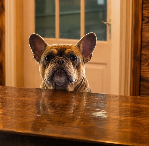 French Bulldog enjoying a visit to The Quintrell Inn, a dog friendly pub near Newquay Cornwall